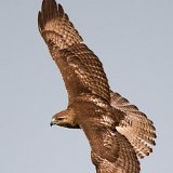 11SB9194 Red-tailed Hawk